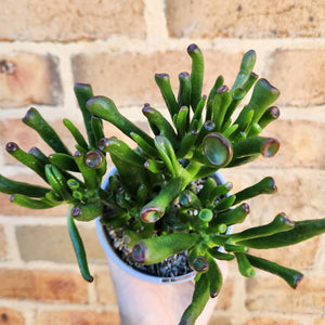 Crassula Gollum - 105mm