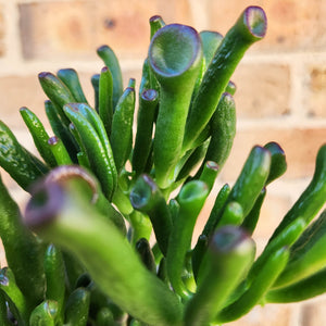 Crassula Gollum - 105mm