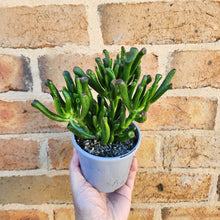 Load image into Gallery viewer, Crassula Gollum - 105mm
