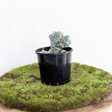 Load image into Gallery viewer, Crassula Ivory Pagoda - 100mm
