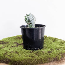 Load image into Gallery viewer, Crassula Ivory Pagoda - 100mm
