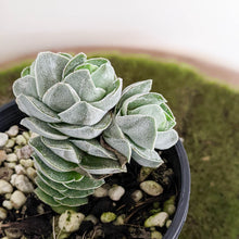 Load image into Gallery viewer, Crassula Ivory Pagoda - 100mm
