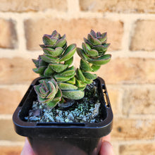 Load image into Gallery viewer, Crassula Jade Tower - 66mm
