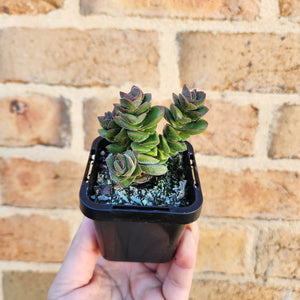 Crassula Jade Tower - 66mm