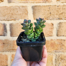 Load image into Gallery viewer, Crassula Jade Tower - 66mm
