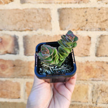 Load image into Gallery viewer, Crassula Jade Tower - 66mm
