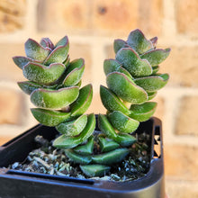 Load image into Gallery viewer, Crassula Jade Tower - 66mm
