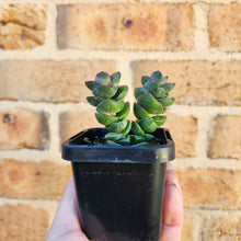 Load image into Gallery viewer, Crassula Jade Tower - 66mm
