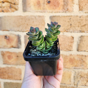 Crassula Jade Tower - 66mm