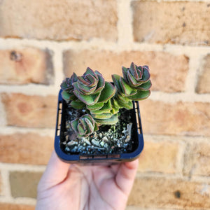 Crassula Jade Tower - 66mm