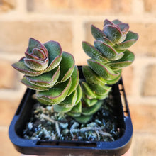 Load image into Gallery viewer, Crassula Jade Tower - 66mm
