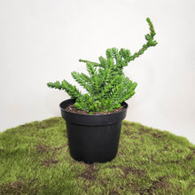 Load image into Gallery viewer, Crassula Muscosa / Watch Chain Plant - 90mm
