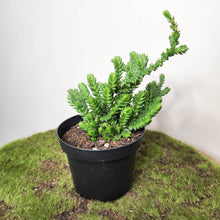 Load image into Gallery viewer, Crassula Muscosa / Watch Chain Plant - 90mm

