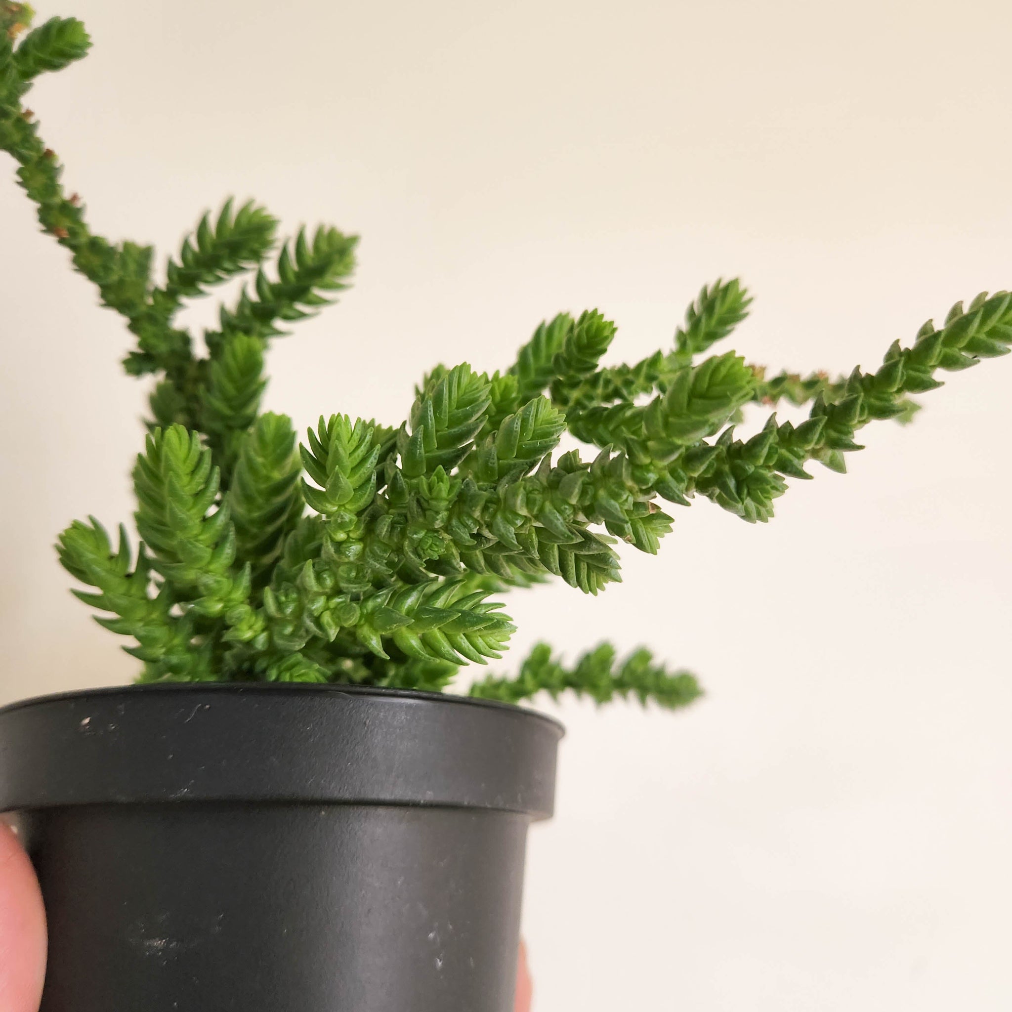 Buy Crassula Mucosa | Succulent Plants | Plant Rabit