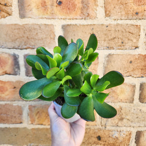 Crassula Ovata Compacta - 105mm