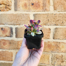 Load image into Gallery viewer, Crassula Platyphylla Variegata - 66mm

