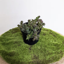 Load image into Gallery viewer, Crassula Red Pagoda - 90mm
