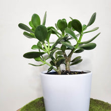 Load image into Gallery viewer, Crassula ovata Jade Plant / Money Plant - 140mm Ceramic Pot - Sydney Only
