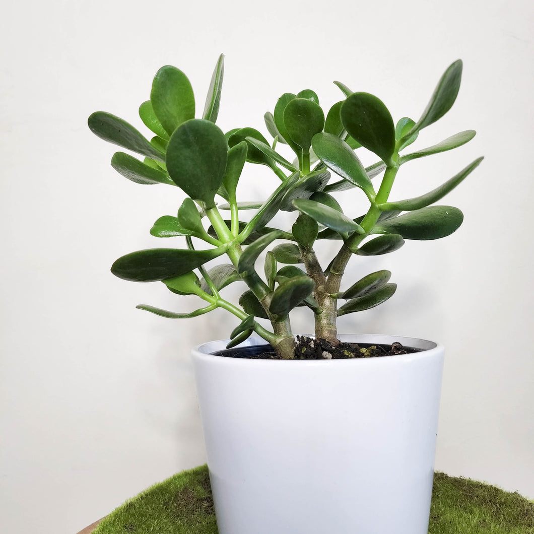 Crassula ovata Jade Plant / Money Plant - 140mm Ceramic Pot - Sydney Only