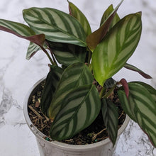 Load image into Gallery viewer, Ctenanthe Setosa - 105mm
