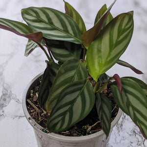 Ctenanthe Setosa - 105mm