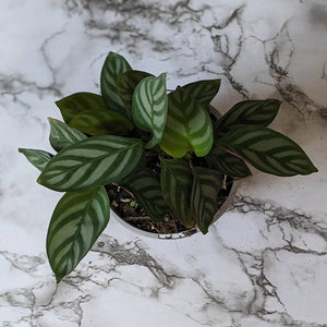 Ctenanthe Setosa - 105mm