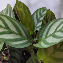 Load image into Gallery viewer, Ctenanthe Setosa - 105mm
