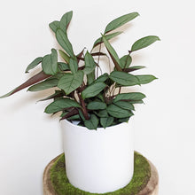 Load image into Gallery viewer, Ctenanthe Setosa Grey Star - 210mm Ceramic Pot - Sydney Only
