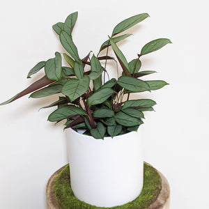 Ctenanthe Setosa Grey Star - 210mm Ceramic Pot - Sydney Only