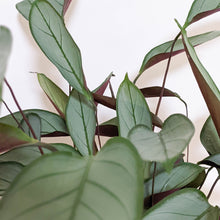 Load image into Gallery viewer, Ctenanthe Setosa Grey Star - 210mm Ceramic Pot - Sydney Only
