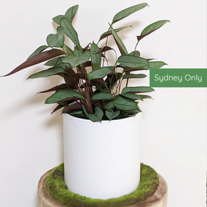 Ctenanthe Setosa Grey Star - 210mm Ceramic Pot - Sydney Only