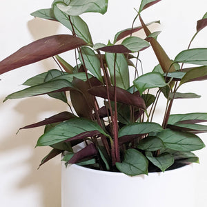 Ctenanthe Setosa Grey Star - 210mm Ceramic Pot - Sydney Only