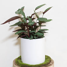 Load image into Gallery viewer, Ctenanthe Setosa Grey Star - 210mm Ceramic Pot - Sydney Only
