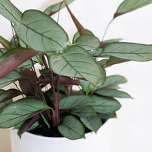 Load image into Gallery viewer, Ctenanthe Setosa Grey Star - 210mm Ceramic Pot - Sydney Only

