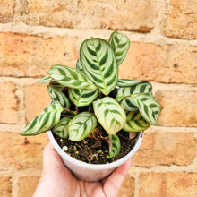 Load image into Gallery viewer, Ctenanthe burle marxii Fishbone Prayer Plant - 105mm
