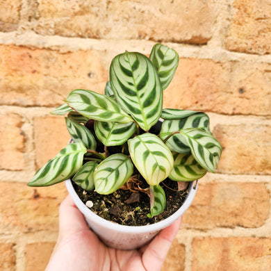 Ctenanthe burle marxii Fishbone Prayer Plant - 105mm