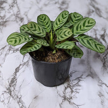 Load image into Gallery viewer, Ctenanthe burle marxii Fishbone Prayer Plant - 130mm

