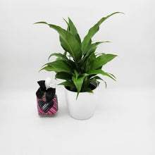 Load image into Gallery viewer, Deepest Sympathy Gift - Peace Lily &amp; Chocolate Malt Balls Gift - Sydney Only
