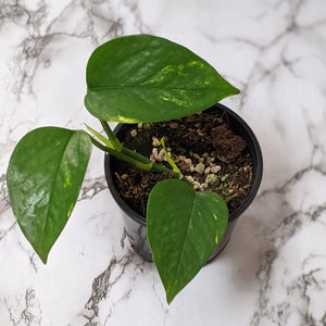 Devil's Ivy (Epipremnum aureum) / Pothos - 100mm