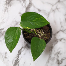 Load image into Gallery viewer, Devil&#39;s Ivy (Epipremnum aureum) / Pothos - 100mm
