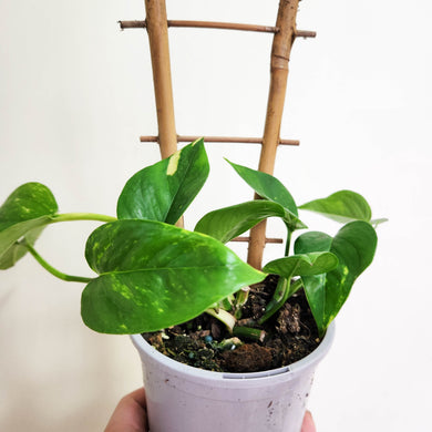 Devil's Ivy (Epipremnum aureum) / Pothos - 100mm