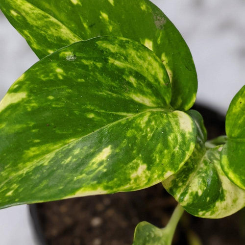 Devil's Ivy (Epipremnum aureum) / Pothos - 130mm