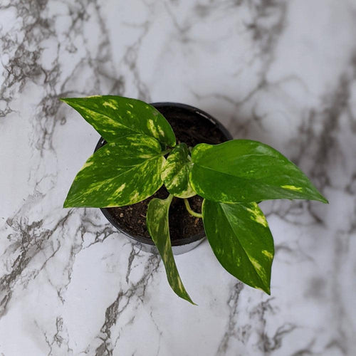 Devil's Ivy (Epipremnum aureum) / Pothos - 130mm