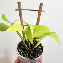 Load image into Gallery viewer, Devil&#39;s Ivy &#39;Goldilocks&#39; (Epipremnum aureum) / Pothos - 105mm
