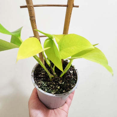 Devil's Ivy 'Goldilocks' (Epipremnum aureum) / Pothos - 105mm