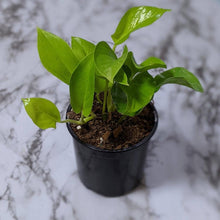 Load image into Gallery viewer, Devil&#39;s Ivy &#39;Goldilocks&#39; (Epipremnum aureum) / Pothos - 130mm
