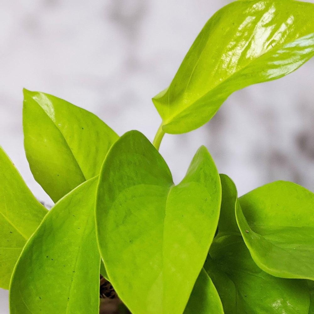 Devil's Ivy 'Goldilocks' (Epipremnum aureum) / Pothos - 130mm