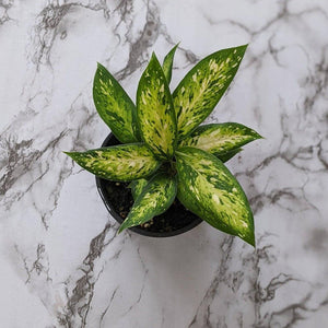 Dieffenbachia Starbright / Dumb Cane - 105mm