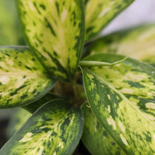 Load image into Gallery viewer, Dieffenbachia Starbright / Dumb Cane - 105mm
