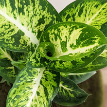 Load image into Gallery viewer, Dieffenbachia Sublime - 130mm
